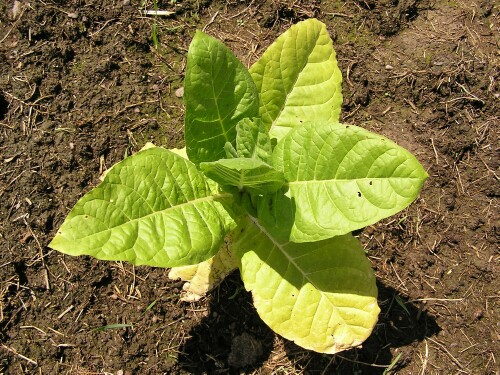 little tobacco plant